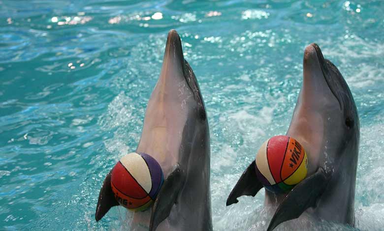 دلفیناریوم استانبول (Istanbul Dolphinarium)